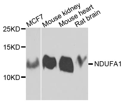 NDUFA1 Antibody