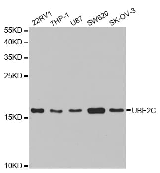 UBCH10 / UBE2C Antibody