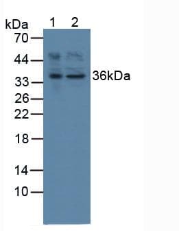 ATF1 Antibody (aa3-245, Biotin)