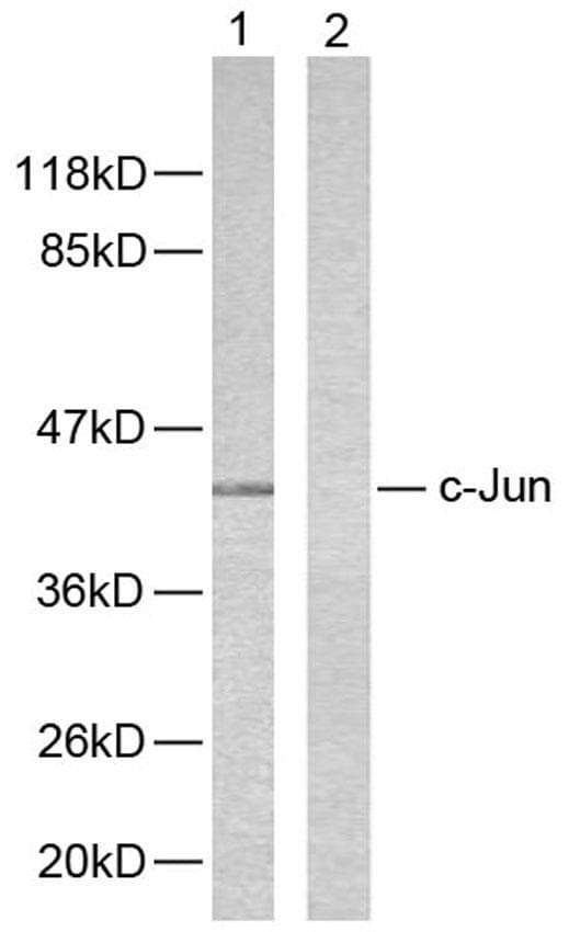 JUN / c-Jun Antibody (p243)