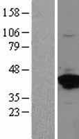 ANXA2 / Annexin A2 Protein (Over-Expression Lysate Myc-DDK (Flag))