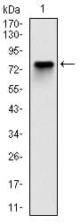 MCM2 Antibody (clone 1E7)