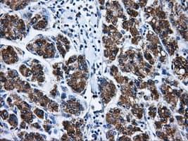 BIRC7 / Livin Antibody (clone OTI1D12, Carrier-free)