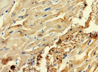 Polyclonal Rabbit anti-Human C2orf83 Antibody