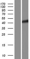 GPN1 / XAB1 Protein (Over-Expression Lysate Myc-DDK (Flag))