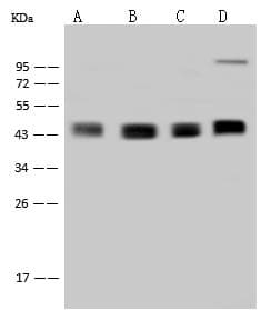 Requiem / DPF2 Antibody