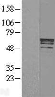 Human STAF50 / TRIM22 Protein (Over-Expression Lysate Myc-DDK (Flag))