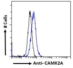 PathPlus™ CAMK2A / CaMKII Alpha Antibody (aa455-468)