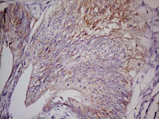 Monoclonal Mouse anti-Human GPR49 / LGR5 Antibody (clone UMAB212, Carrier-free, aa22-543, IHC, IF, WB)
