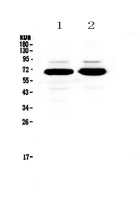 SF1 Antibody