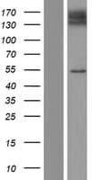 SLC41A3 Protein (Over-Expression Lysate Myc-DDK (Flag))