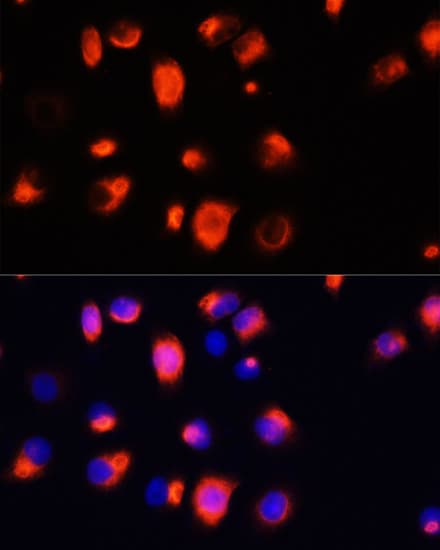 HMOX1 / HO-1 Antibody