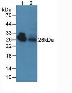 Adiponectin Antibody (aa103-240)