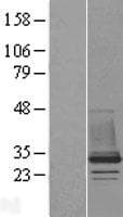 CHMP1B Protein (Over-Expression Lysate Myc-DDK (Flag))