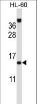 LAMTOR2 Antibody (aa41-70)
