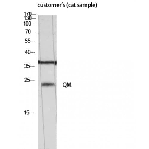 Polyclonal Rabbit anti-Human RPL10 / Ribosomal Protein L10 Antibody (10-90 aa, N-terminal, WB)