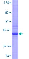 Human RGS13 Protein (Recombinant GST)