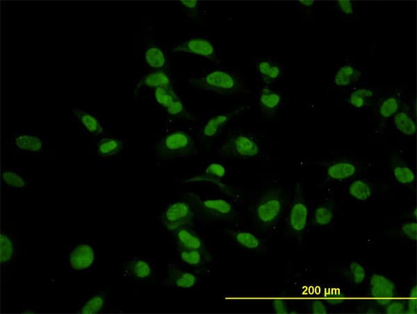 CMAS Antibody (clone 5A2)