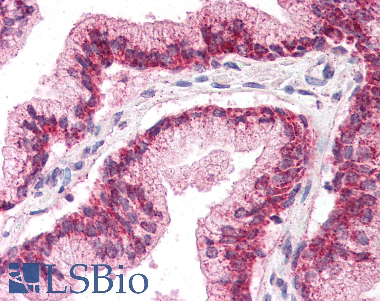IHC-plus™ LHX2 Antibody (aa239-254)