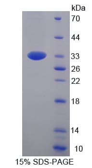 Mouse PCDH1 / PCD1 Protein (Recombinant His-T7)