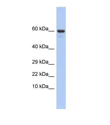 TXLNG Antibody (aa51-100)