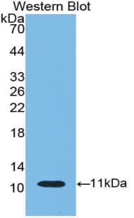 IDO1 / IDO Antibody (aa106-190)