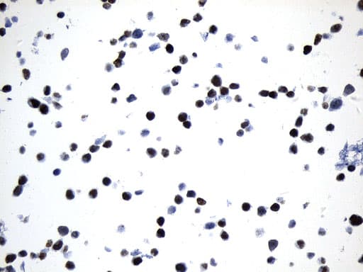 Monoclonal Mouse anti-Human MCM2 Antibody (clone UMAB238, IHC, WB)
