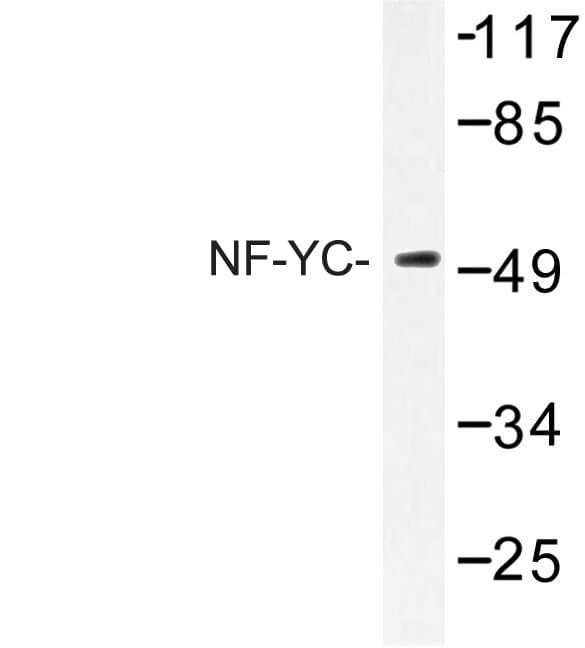 NFYC Antibody (Trp85)