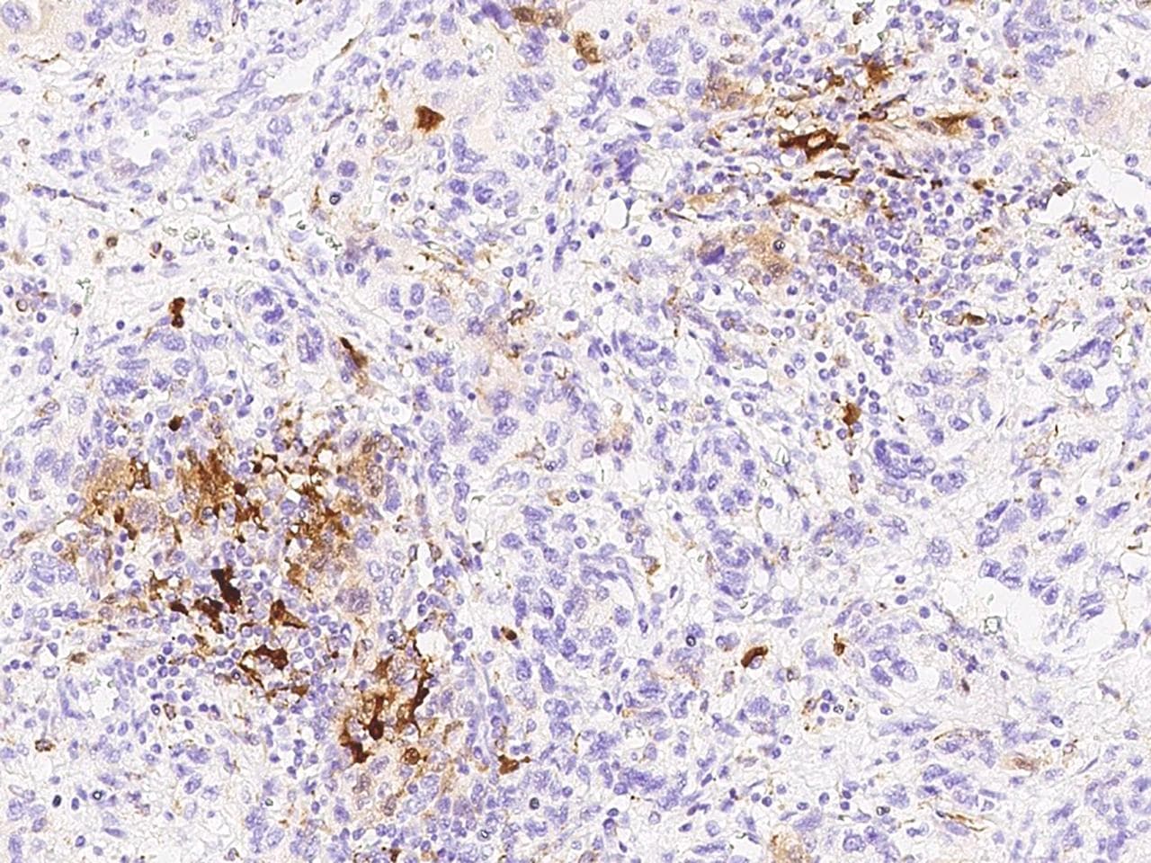 IDO1 / IDO Antibody (Preservative Free)