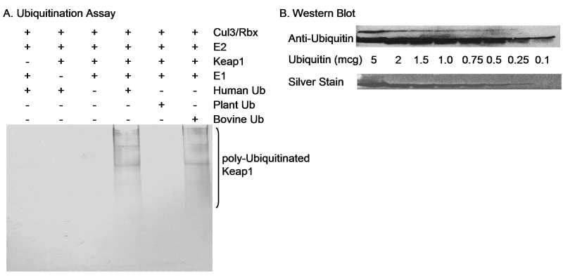 Polyclonal Rabbit anti-Human UBA52 Antibody (aa1-50, IHC, WB)
