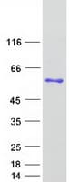 Human PSMD4 / RPN10 Protein (Recombinant Myc-DDK (Flag))