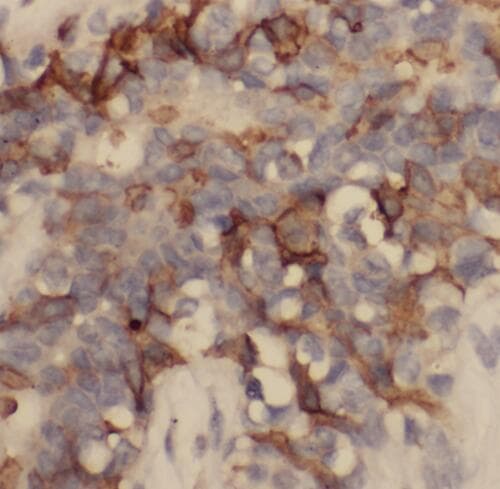 ENDOU Antibody
