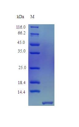 Human DEFB4A / BD-2 Protein (Recombinant)