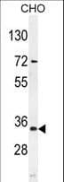 AKIP1 / BCA3 Antibody (aa54-83)