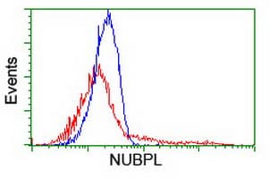 NUBPL Antibody (clone OTI7D6)