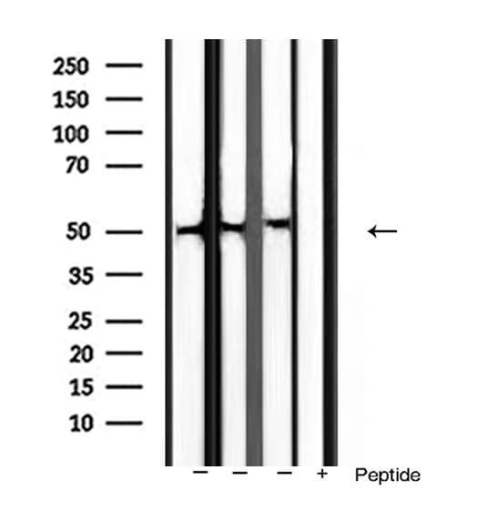 BMP3 Antibody