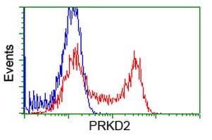 PRKD2 / PKD2 Antibody (clone OTI3F7)