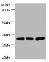 HnRNP A0 Antibody (aa1-180)