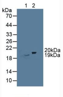 CIRP / CIRBP Antibody (aa1-172, PE)