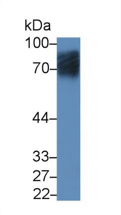 SLC3A2 / CD98 Heavy Chain Antibody (aa270-406)