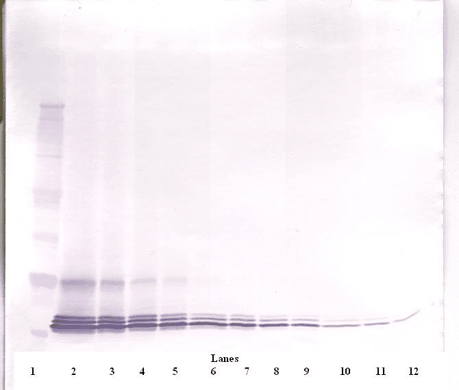 CCL11 / Eotaxin Antibody