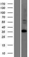 LDHAL6A Protein (Over-Expression Lysate Myc-DDK (Flag))