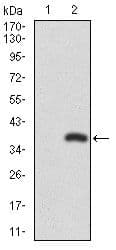RUNX3 Antibody (Amino Acid: 186-252, clone 2B3)