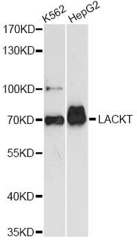 ASH2L / ASH2 Antibody