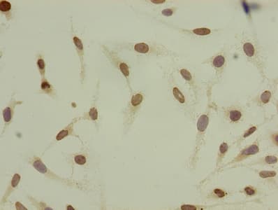 HIST1H4I Antibody