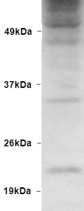 IHC-plus™ Polyclonal Rabbit anti-Bovine Ubiquitin Antibody (IHC, IF, WB)
