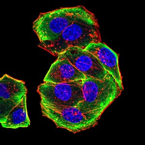 AURKA / Aurora-A Antibody (aa268-404, clone 2D8A4)