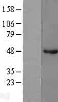 GABRB1 Protein (Over-Expression Lysate Myc-DDK (Flag))