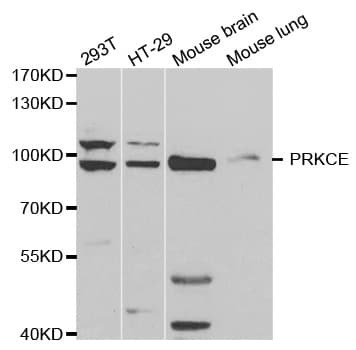 PRKCE / PKC-Epsilon Antibody