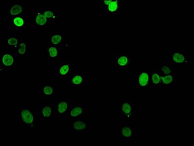 HIST1H1E Antibody